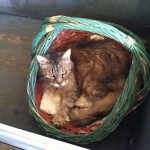 Old Cat in Basket:)