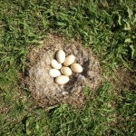 Canada Geese eggs 2013